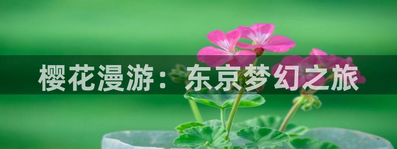 韩漫漫画官网入口老版本：樱花漫游：东京梦幻之旅